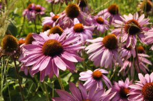 Purple coneflower