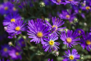 Aster flowers