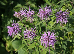 Bee balm