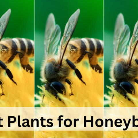 Best Plants for Honeybees