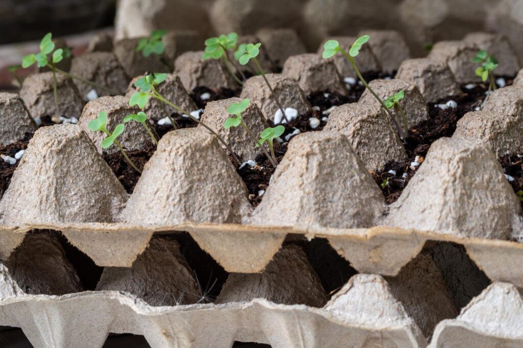how to start seeds in egg cartons
