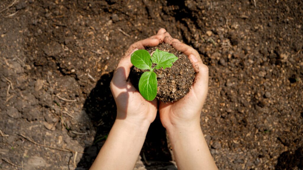 transferring seedlings into the ground
