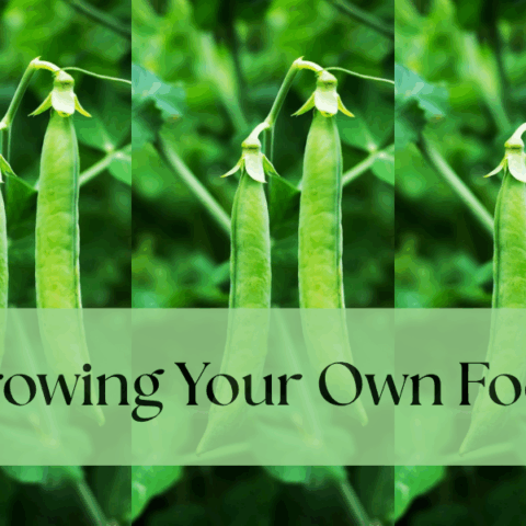 Growing your own food