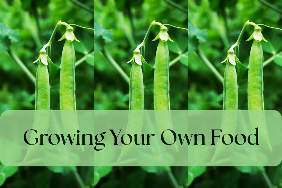 Growing your own food