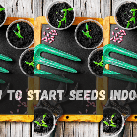 how to start seeds indoors