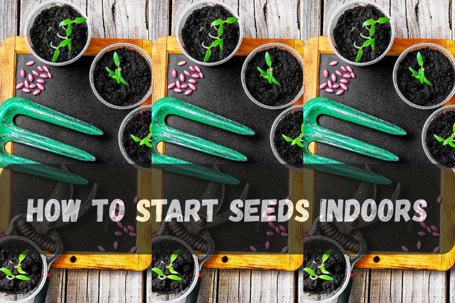 how to start seeds indoors